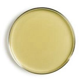 AGAR MUELLER HINTON 500 GR KASVI