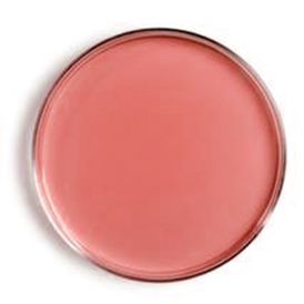 AGAR MAC CONKEY 500 GR KASVI