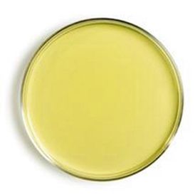 AGAR SABOURAUD DEXTROSE 500 gr KASVI