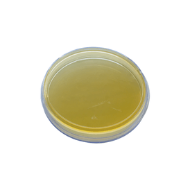 AGAR SABOURAUD PACOTE C/10 PLACAS NEWPROV
